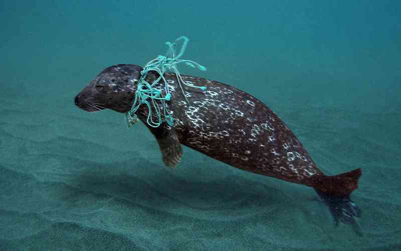animal preso no lixo plastico do oceano