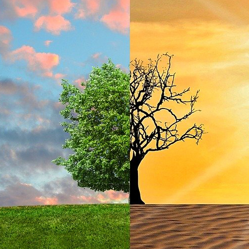 Clima e as árvores