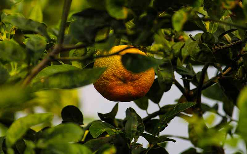 folha de laranjeira por Edson Souza