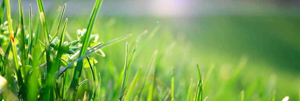 Meio Ambiente e Sustentabilidade: Como Proteger o Planeta e Garantir um Futuro Melhor