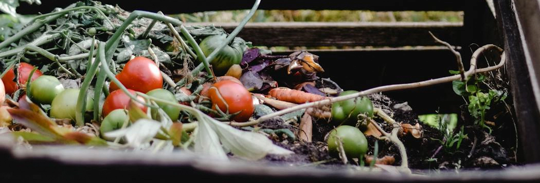 O que é Compostagem e Como Começar em Casa ou Condomínio