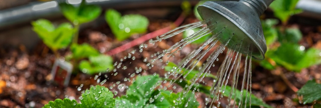Por que a agroecologia é mais do que agricultura orgânica?