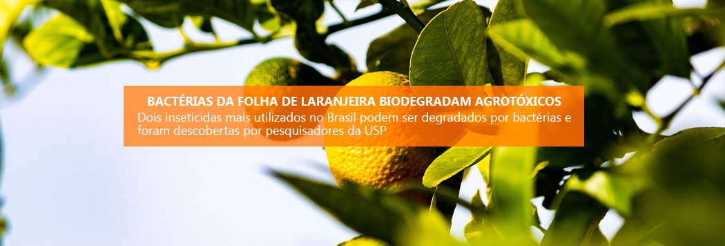Bactérias da folha de laranjeira biodegradam agrotóxicos