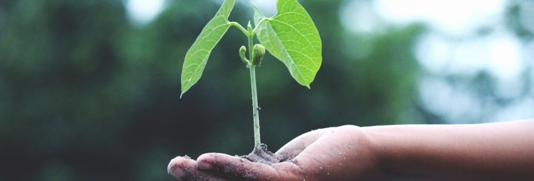 Como Cuidar do Meio Ambiente: Um Guia Completo