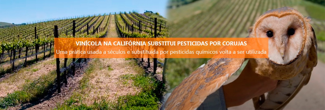 Vinícola na califórnia substitui pesticidas por corujas