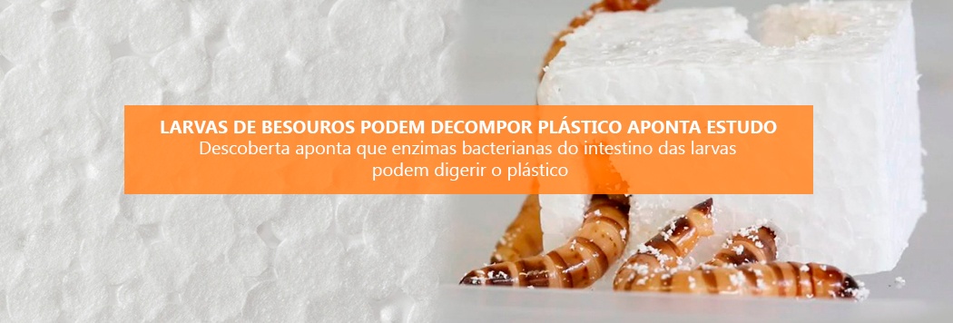 Larvas de besouros podem decompor plástico aponta estudo